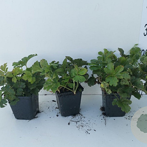 Waldsteinia ternata GM P9