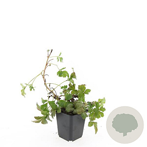 Waldsteinia ternata GM P9