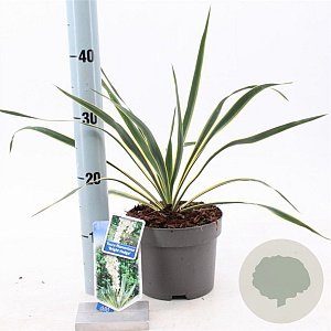 Yucca filamentosa 'Bright Edge' 20-30 cm 2,0L