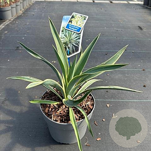 Yucca gloriosa 'Variegata' 25-30 cm 2,0L