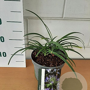 Agapanthus 'Starry Night' GM C3