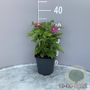 Anemone h. 'Prinz Heinrich' GM 2,0L