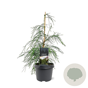 Chamaecyparis l. 'Drooping Solo' 40-50 cm 3,0L