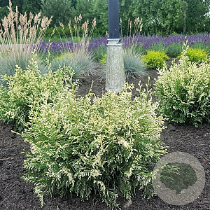 Chamaecyparis l. 'Pearly Swirls' 25-30 cm 3,5L