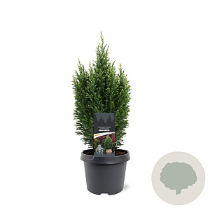 Chamaecyparis l. 'Snow White' 30-40 cm 3,0L