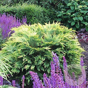 Chamaecyparis l. 'Sunkist' 30-40 cm 5,0L