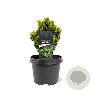 Chamaecyparis o. 'Nana Aurea' 20-25 cm 3,0L