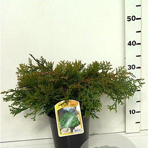 Chamaecyparis o. 'Pygmaea' 25-30 cm 3,5L