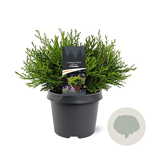 Chamaecyparis o. 'Pygmaea' 25-30 cm 3,5L