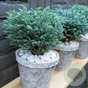 Chamaecyparis p. 'Blue Planet' 25-30 cm 3,5L