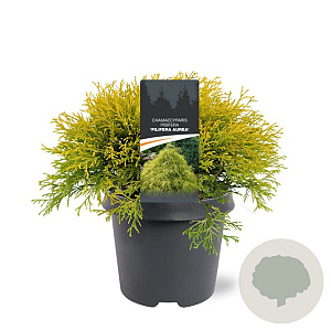 Chamaecyparis p. 'Filifera Aurea' 30-40 cm 5,0L