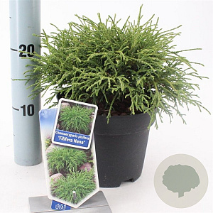 Chamaecyparis p. 'Filifera Nana' 20-25 cm 3,0L
