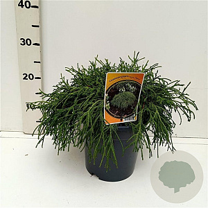 Chamaecyparis p. 'Filifera Nana' 25-30 cm 3,5L