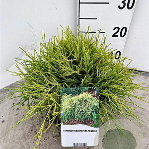 Chamaecyparis p. 'Sungold' 20-25 cm 3,0L