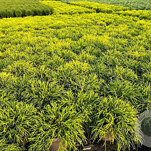 Chamaecyparis p. 'Sungold' 20-25 cm 3,0L