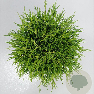 Chamaecyparis p. 'Sungold' 30-40 cm 5,0L
