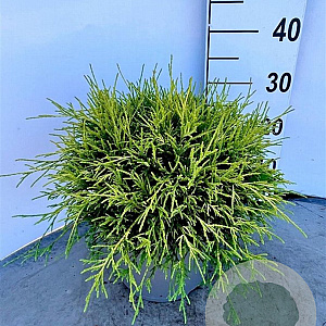 Chamaecyparis p. 'Sungold' 30-40 cm 5,0L