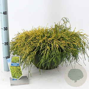 Chamaecyparis p. 'Sungold' 30-40 cm 7L