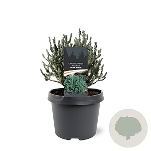 Chamaecyparis t. Blue Rock 20-25 cm 3,0L