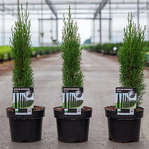 Cupressus semp. 'Totem' 30-40 cm 3,0L