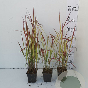 Imperata cylindrica 'Red Baron' GM P9