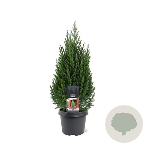 Juniperus chin. 'Stricta' 40-50 cm 3,0L