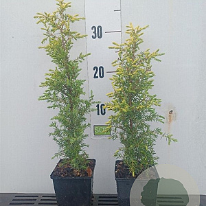 Juniperus comm. 'Gold Cone' 25-30 cm P9