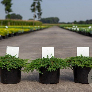 Juniperus comm. 'Green Carpet' 30-40 cm 3,0L