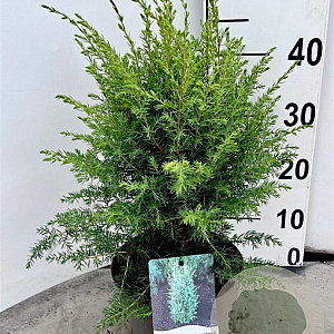 Juniperus comm. 'Hibernica' 25-30 cm 3,0L