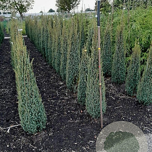 Juniperus comm. 'Sentinel' 100-125 cm met kluit