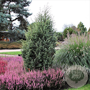 Juniperus comm. 'Suecica' 50-60 cm 3,0L