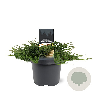 Juniperus h. 'Prince of Wales' 30-40 cm 3,0L