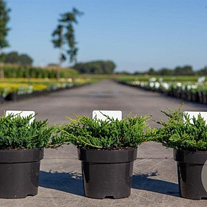 Juniperus h. 'Prince of Wales' 30-40 cm 3,0L