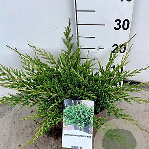 Juniperus h. 'Prince of Wales' 30-40 cm 3,0L