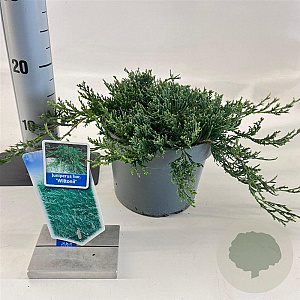 Juniperus h. 'Wiltonii' 20-25 cm 3,0L