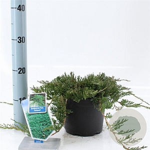 Juniperus h. 'Wiltonii' 20-25 cm 3,0L