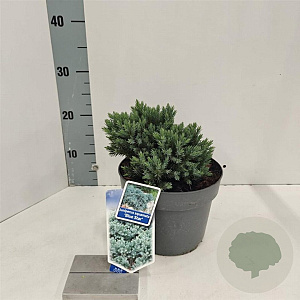 Juniperus squamata 'Blue Star' 20-25 cm 3,0L