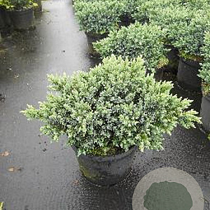 Juniperus squamata 'Blue Star' 20-25 cm 3,0L