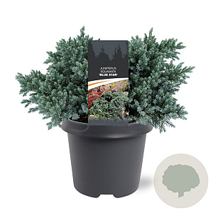 Juniperus squamata 'Blue Star' 25-30 cm 5,0L