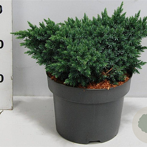 Juniperus squamata 'Blue Star' 25-30 cm 5,0L