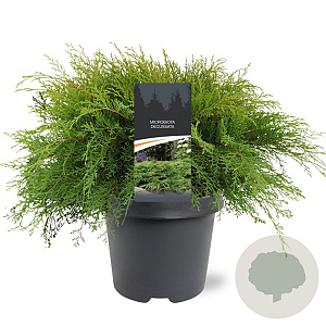 Microbiota decussata 40-50 cm 5,0L