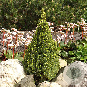 Picea glauca 'Zuckerhut' 25-30 cm 3,5L