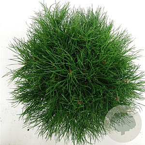 Pinus mugo mugo 30-40 cm 5,0L