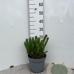 Pinus mugo pumilio 10-12 cm 5,0L