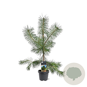 Pinus sylvestris 80-100 cm 5,0L