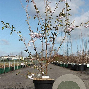 Prunus 'Accolade' 60-80 cm 7,5L