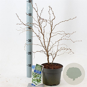 Prunus incisa 'Kojou-no-mai' 25-30 cm 2,0L