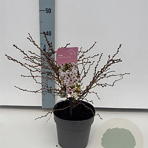 Prunus incisa 'Kojou-no-mai' 25-30 cm 2,0L