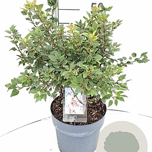 Prunus incisa 'Kojou-no-mai' 30-40 cm 5,0L