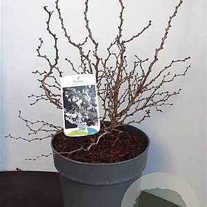 Prunus incisa 'Kojou-no-mai' 30-40 cm 5,0L